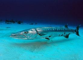 Photo: Barracuda