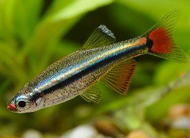 Photo: Poisson cardinal
