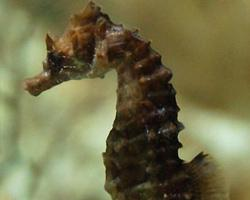 Photo: Hippocampe moucheté