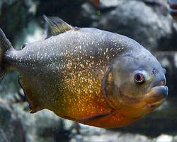Photo: Piranha rouge