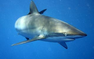 Photo: Silky shark