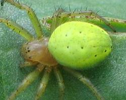 Photo: Araignée courge