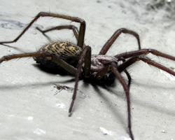 Photo: Tégénaire noire