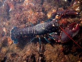 Photo: Homard européen