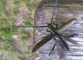 Photo: Capricorne du chêne