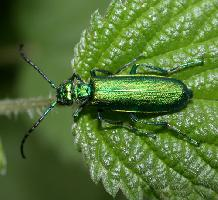 Photo: Cantharide officinale