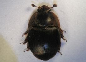 Photo: Petit coléoptère des ruches