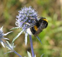 Photo: Bourdon terrestre