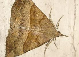 Photo: Noctuelle à museau
