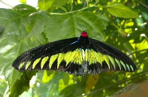 Photo: Ornithoptère de brooke