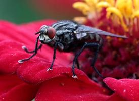 Photo: Mouche grise de la viande