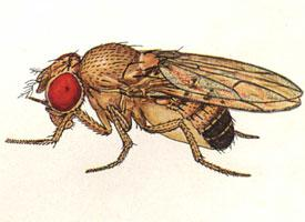 Photo: Drosophile