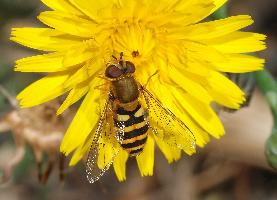 Photo: Syrphe du groseillier
