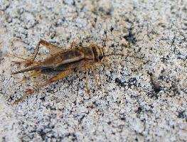 Photo: Grillon domestique