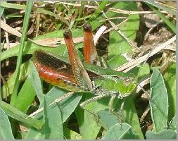 Photo: Sténobothre ligné