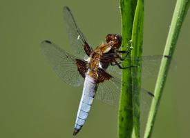 Photo: Libellule déprimée