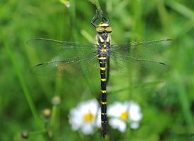 Photo: Cordulégastre annelé