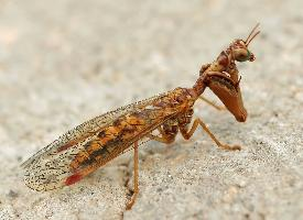 Photo: Mantispe commune