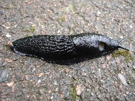 Photo: Loche noire