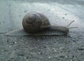 Photo: Escargot de bourgogne