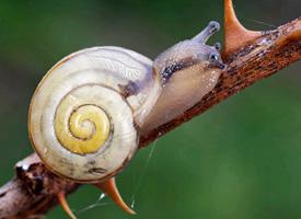Photo: Escargot des jardins