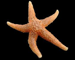 Photo: Étoile de mer