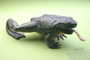 Photo: Grenouille géante