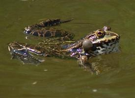 Photo: Grenouille rieuse