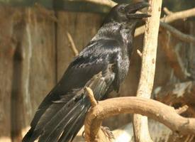 Photo: Grand corbeau