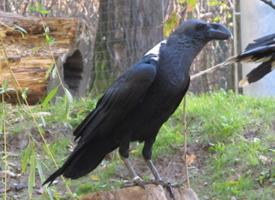 Photo: Corbeau à nuque blanche