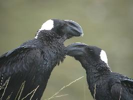 Photo: Corbeau corbivau
