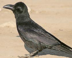 Photo: Corbeau à gros bec