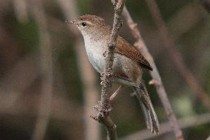 Photo: Bouscarle de cetti