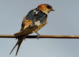 Photo: Hirondelle rousseline