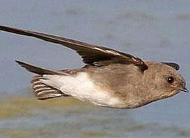 Photo: Hirondelle paludicole
