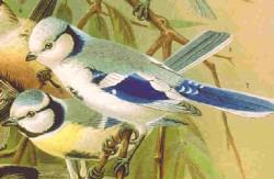 Photo: Mésange azurée