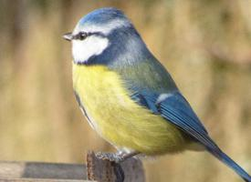 Photo: Mésange bleue