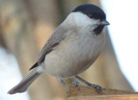 Photo: Mésange nonnette