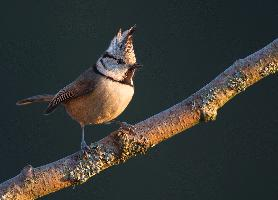 Photo: Mésange huppée