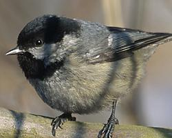 Photo: Mésange noire