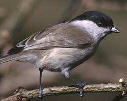 Photo: Mésange boréale