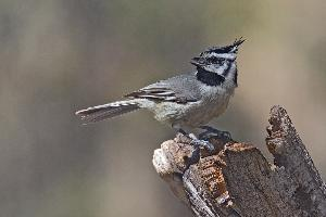 Photo: Mésange arlequin