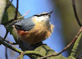 Photo: Sittelle torchepot