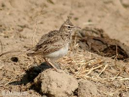 Photo: Cochevis huppé