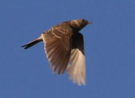 Photo: Alouette des champs