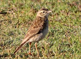 Photo: Pipit de richard