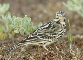 Photo: Pipit à gorge rousse