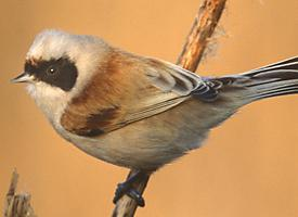 Photo: Rémiz penduline