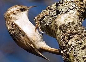 Photo: Grimpereau des bois
