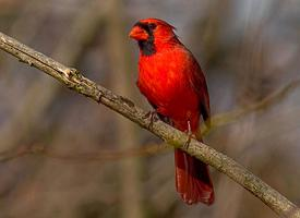 Photo: Cardinal rouge